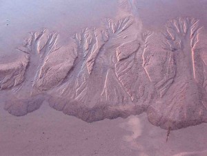 sandstract_trees-at-dusk_web