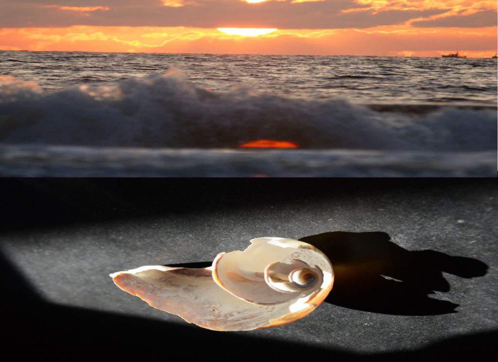 sunset and shell